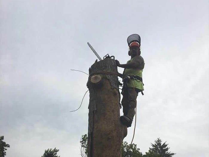 Javier Medina Tree Service LLC
