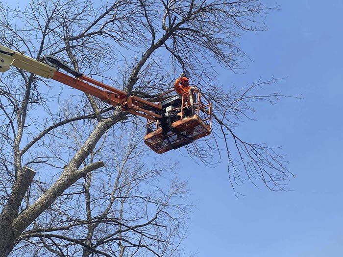 Javier Medina Tree Service LLC