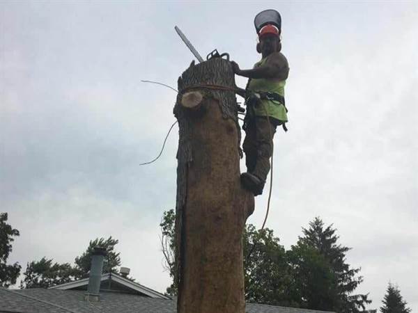 Javier Medina Tree Service LLC