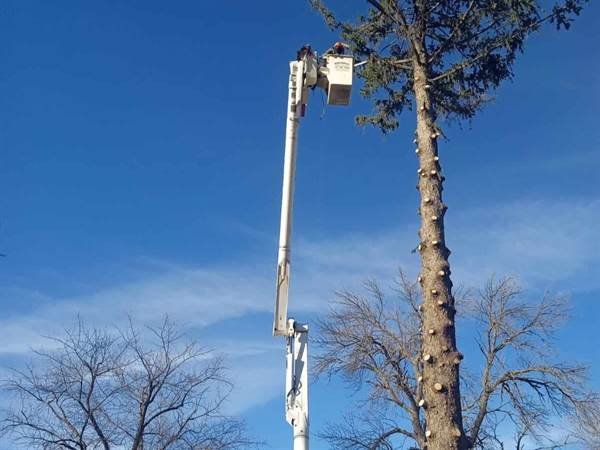 Javier Medina Tree Service LLC