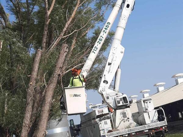 Javier Medina Tree Service LLC