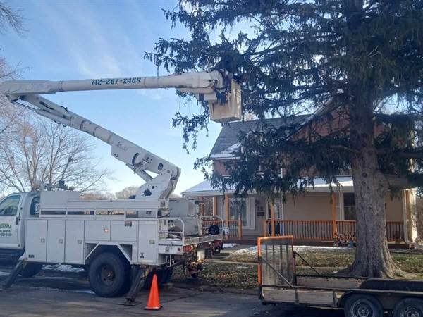 Javier Medina Tree Service LLC