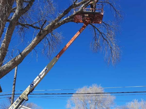 Javier Medina Tree Service LLC