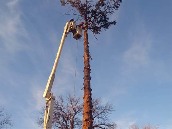 Javier Medina Tree Service LLC