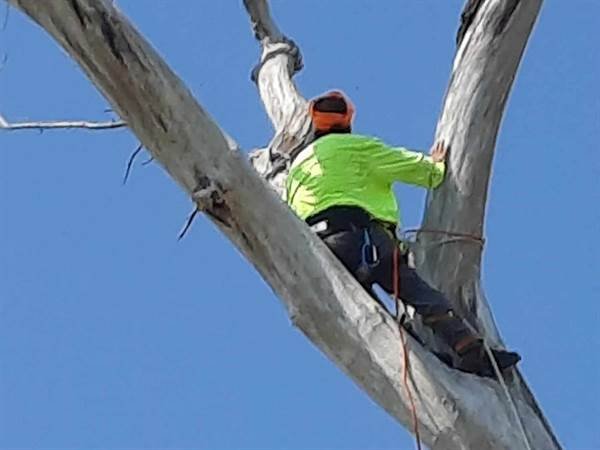 Javier Medina Tree Service LLC