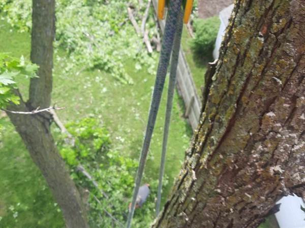 Javier Medina Tree Service LLC