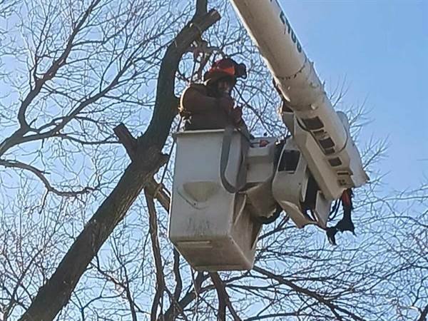 Javier Medina Tree Service LLC