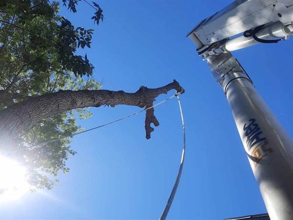 Javier Medina Tree Service LLC