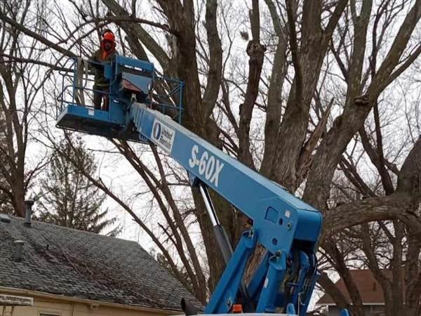 Javier Medina Tree Service LLC
