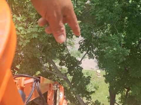 Javier Medina Tree Service LLC
