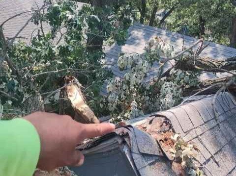 Javier Medina Tree Service LLC