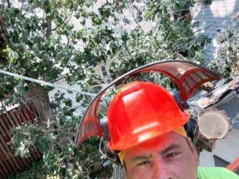 Javier Medina Tree Service LLC