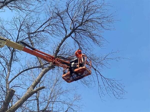 Javier Medina Tree Service LLC