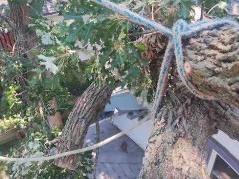 Javier Medina Tree Service LLC