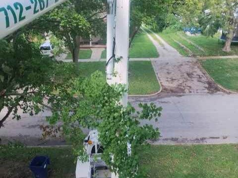 Javier Medina Tree Service LLC