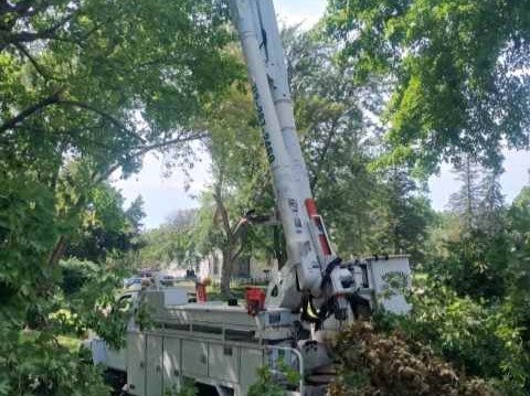 Javier Medina Tree Service LLC