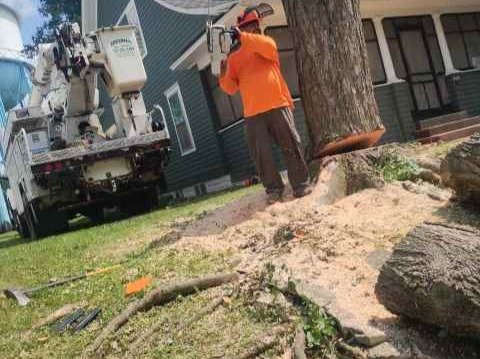 Javier Medina Tree Service LLC