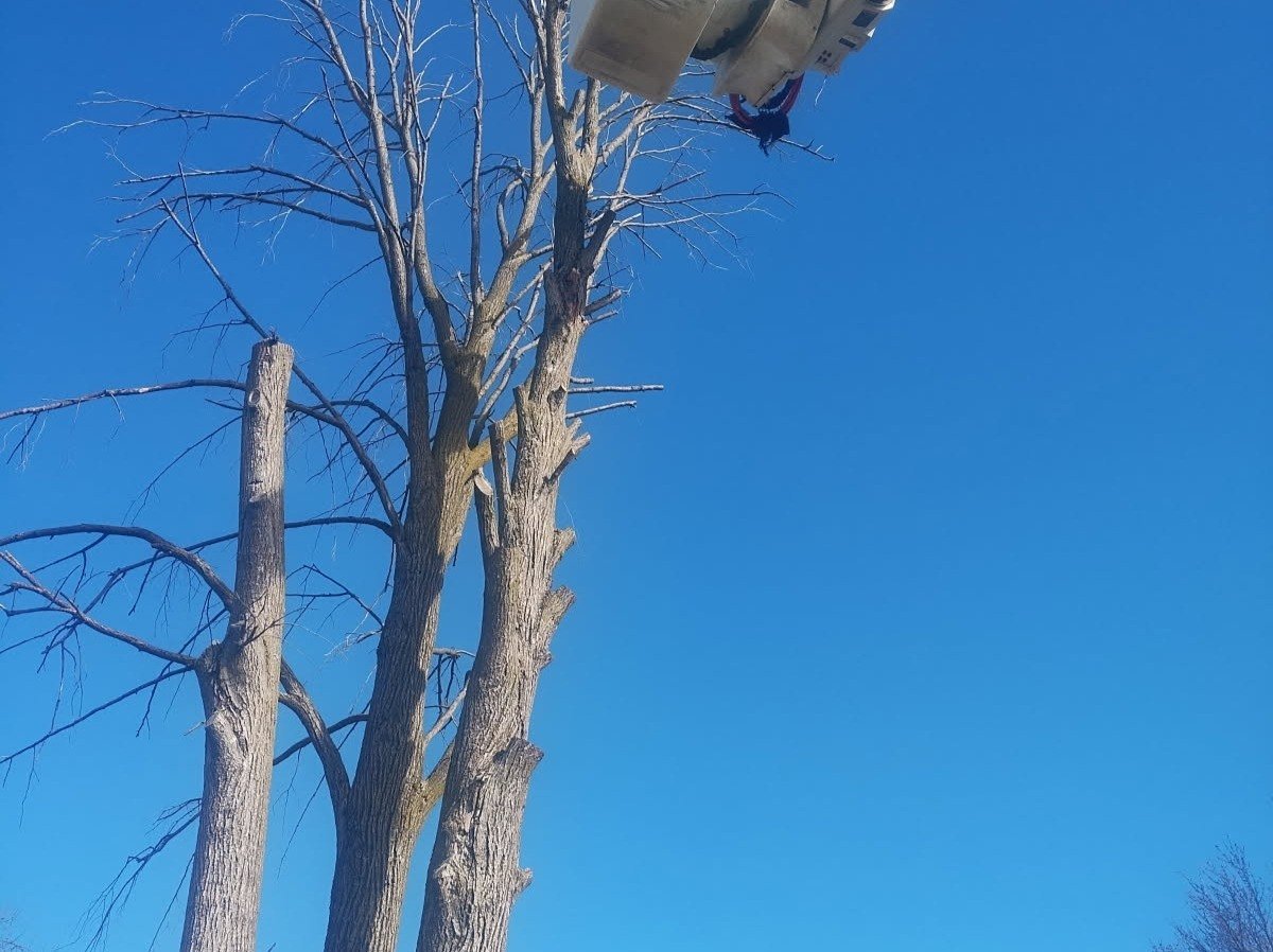 Javier Medina Tree Service LLC
