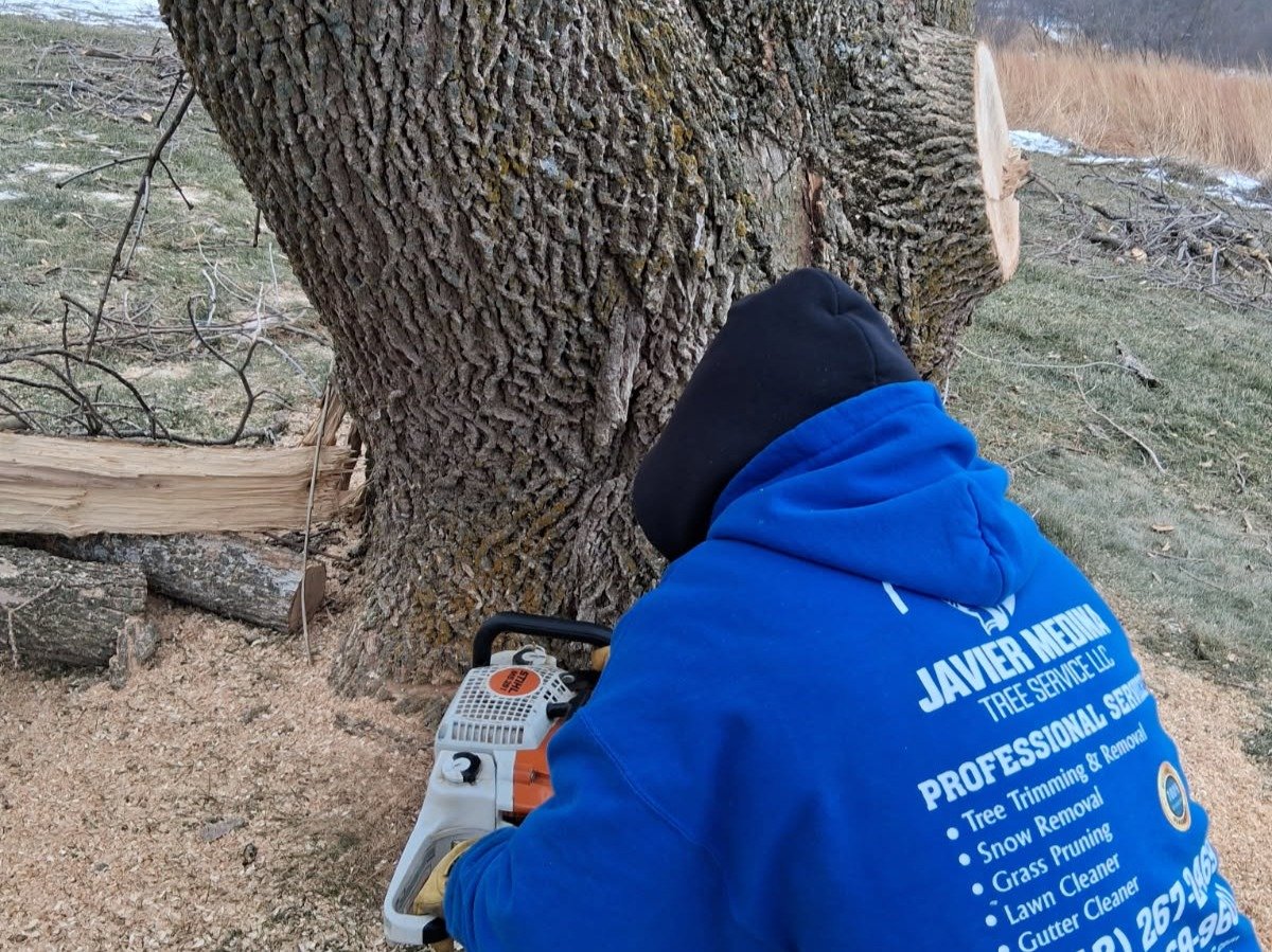 Javier Medina Tree Service LLC